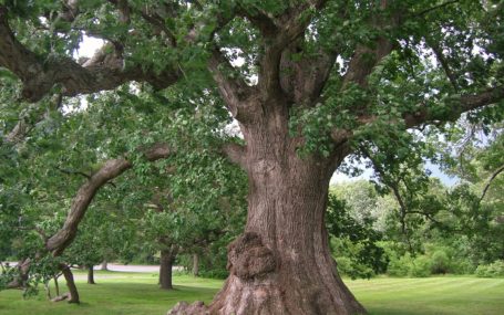 white-oak-bark